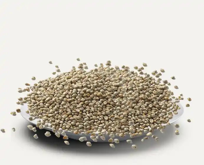 Bajra