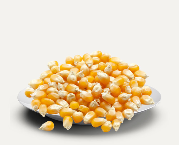 Maize